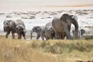 Elefantenfamilie beim Staubbad